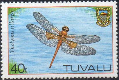 Coral-tailed Cloudwing (Tholymis tillarga)