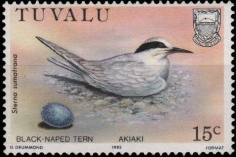 Black-naped Tern (Sterna sumatrana)