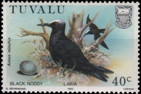 Black Noddy (Anous minutus)