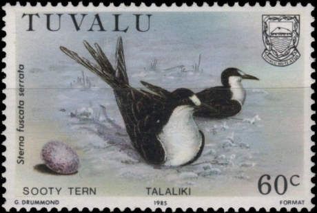 Sooty Tern (Onychoprion fuscatus)