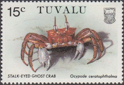 Stalk-eyed Ghost Crab (Ocypode ceratophtalma)