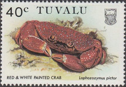 Red and White Painted Crab (Lophozozymus pictor)