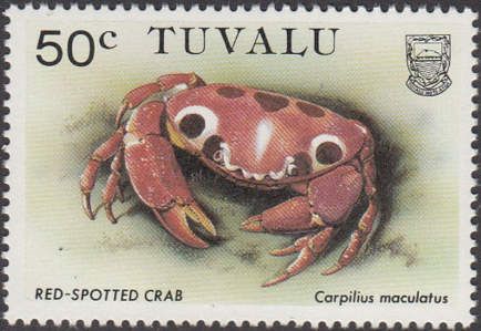 Red-spotted Crab (Carpilius maculatus)