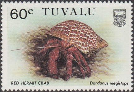 Red Hermit Crab (Dardanus megistos)