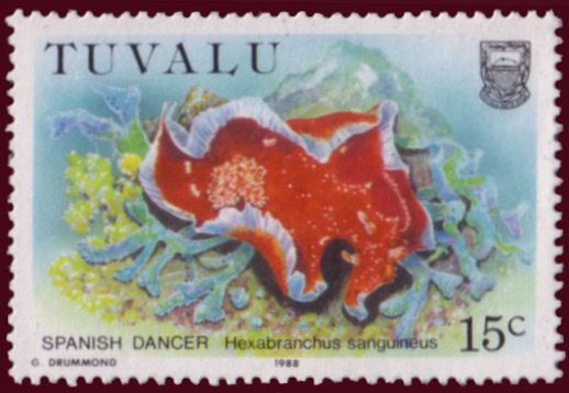 Spanish Dancer (Hexabranchus sanguineus)