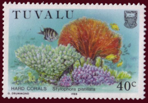 Hard Coral (Stylophora pistillata)