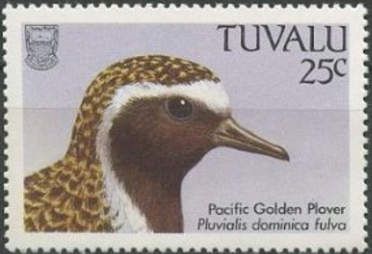 Pacific Golden Plover (Pluvialis dominica fulva)
