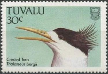 Great Crested Tern (Thalasseus bergii)