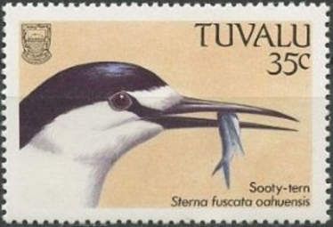 Sooty Tern (Sterna fuscata oahuensis)