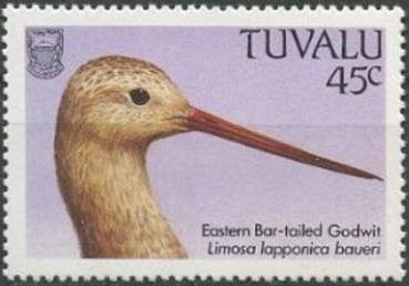 Eastern Bar-tailed Godwit (Limosa lapponica baueri)
