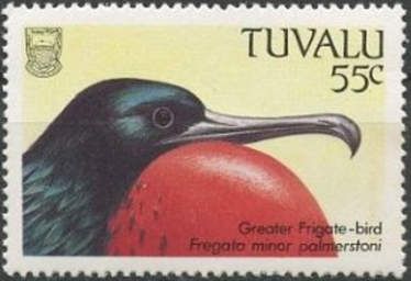 Greater Frigate-bird (Fregata minor palmerstoni)
