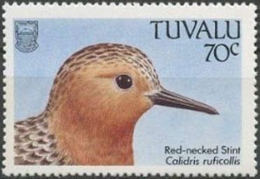 Red-necked Stint (Calidris ruficollis)