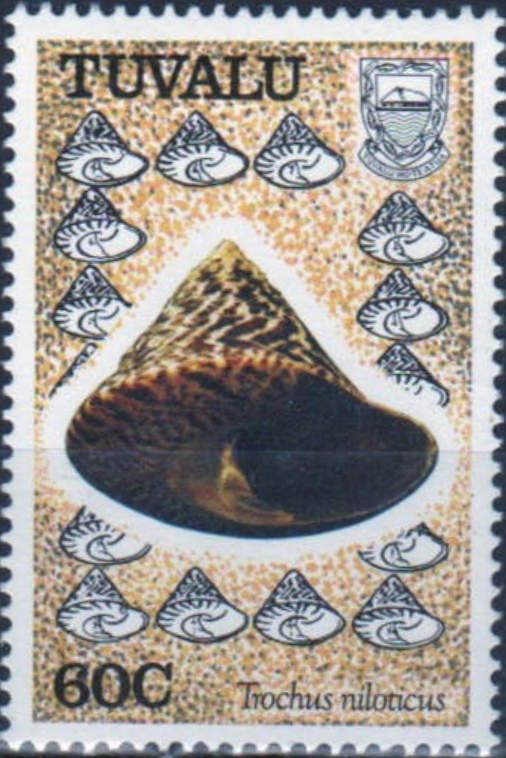Commercial Top Shell (Trochus niloticus)
