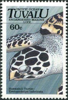 Hawksbill Turtle (Eretmochelys imbricata)