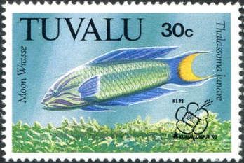 Moon Wrasse (Thalassoma lunare)