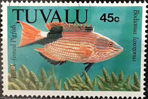 Blackfin Hogfish (Bodianus loxozonus)