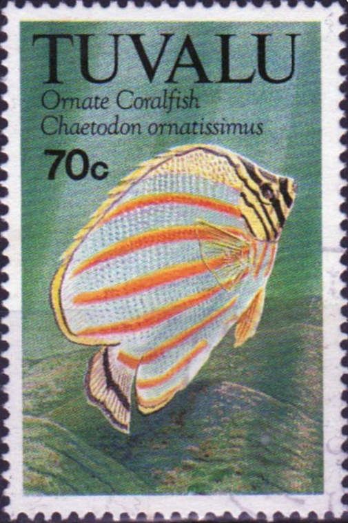 Ornate Butterflyfish (Chaetodon ornatissimus)