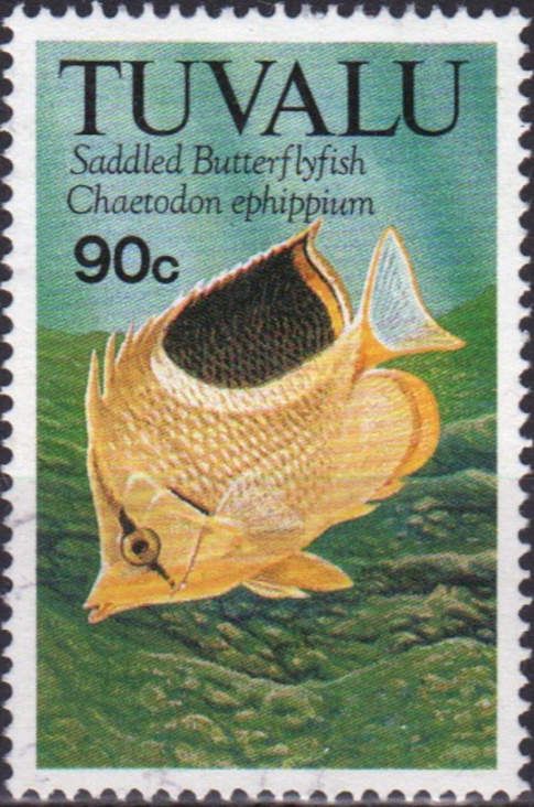 Saddle Butterflyfish (Chaetodon ephippium)