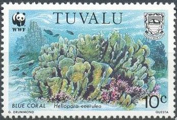 Blue Coral (Heliopora coerulea)