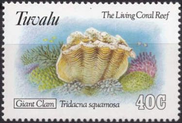 Fluted Giant Clam (Tridacna squamosa)