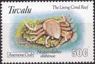 Anemone Crab (Neopetrolisthes ohshimae)