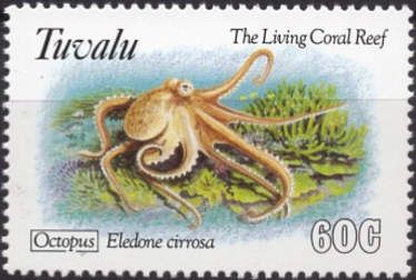 Curled Octopus (Eledone cirrhosa)