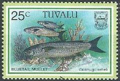 Bluetail Mullet (Valamugil buchanani)