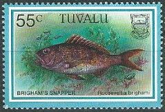 Brighams Snapper (Rooseveltia brighami)