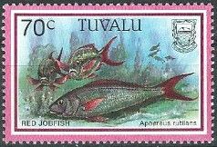 Rusty Jobfish (Aphareus rutilans)