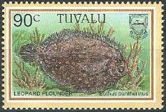 Leopard Flounder (Bothus pantherinus)