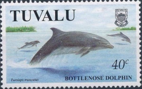 Common Bottlenose Dolphin (Tursiops truncatus)