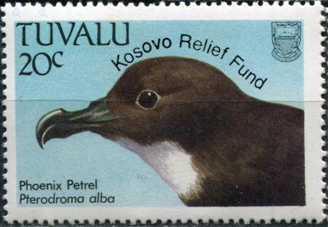 Phoenix Petrel (Pterodroma alba) - overprint