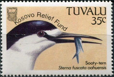 Sooty Tern (Sterna fuscata oahuensis) - overprint