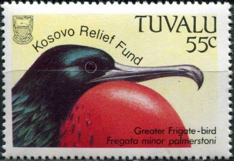 Greater Frigate-bird (Fregata minor palmerstoni) - overprint