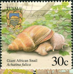 Giant African Snail (Achatina fulica)