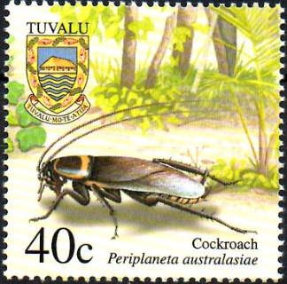 Australian Cockroach (Periplaneta australasiae)