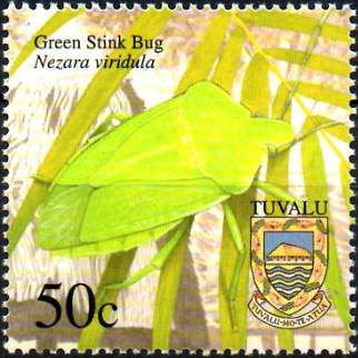 Southern Green Stink Bug (Nezara viridula)