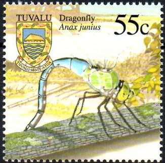 Dragonfly (Anax junius)