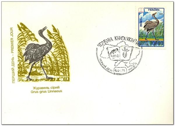 Common Crane (Grus grus)