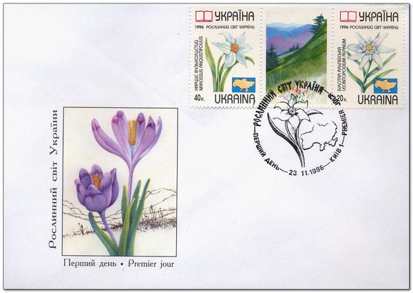 Narcissus anqustifolius & Leontopodium alpinum