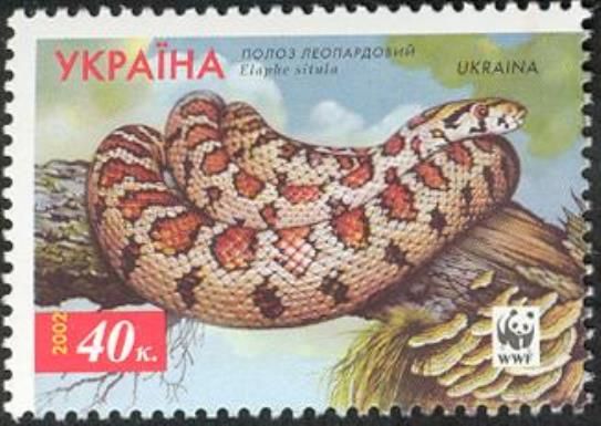 Leopard Snake (Elaphe situla)