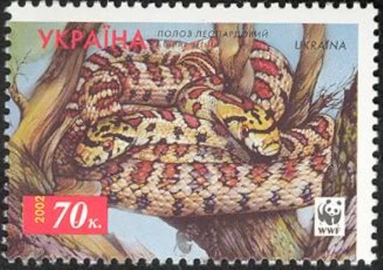 Leopard Snake (Elaphe situla)