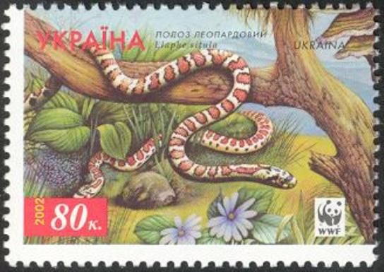 Leopard Snake (Elaphe situla)