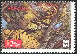 Leopard Snake (Elaphe situla)