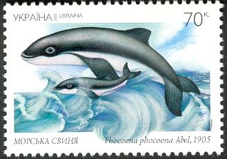Harbour Porpoise (Phocoena phocoena)