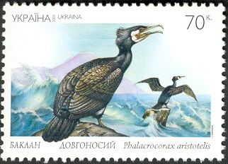 European Shag (Phalacrocorax aristotelis)
