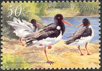 Eurasian Oystercatcher (Haematopus ostralegus)