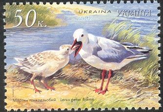 Slender-billed Gull (Larus genei)