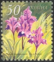 Dwarf Iris (Iris pumila)