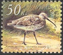 Eurasian Curlew (Numenius arquata)